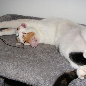 Profile Picture of Katie Souza (@ktinko) on Myspace