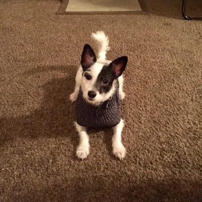 Profile Picture of Michael Casella (@mikeisrllytall) on Twitter