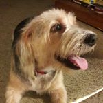 Profile Picture of Marlo Thompson (@marlothefuzzy) on Instagram