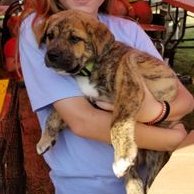 Profile Picture of Joey Schuman (@schuman_joey) on Twitter