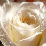 Profile Picture of Reves Algerien (@maria.cool.10441) on Facebook