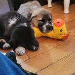 Profile Picture of Shari Fitzmaurice Sands (@shari.f.sands) on Facebook