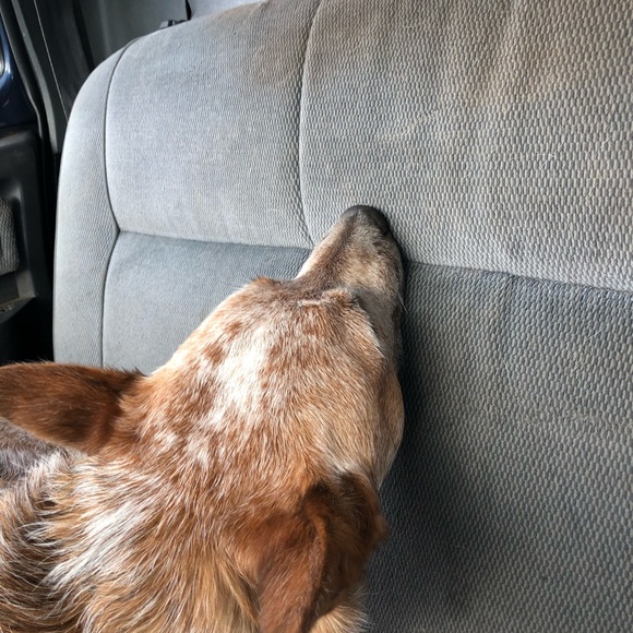 Profile Picture of Forrest Rupnick (@logger5169) on Poshmark