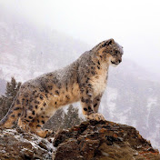 Profile Picture of Nick Barron (@nickbarron9271) on Youtube