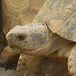 Profile Picture of Tom Lacey (@tomlacey99) on Flickr