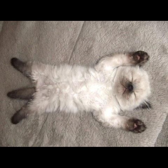 Maheen Malik - Poshmark Profile Picture of Maheen Malik (@mousegirl11) on Poshmark