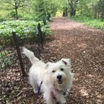 Profile Picture of Ethel the Westie (@ethel_the_westie) on Instagram