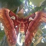 Profile Picture of Chamlong Suparat (@suparatchamlong) on Instagram