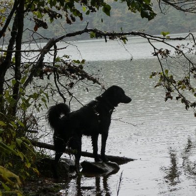 Profile Picture of Laura Henry-Stone (@curlytoplaura) on Twitter