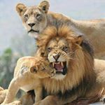 Profile Picture of Johannes van Zyl (@johannes.vanzyl) on Instagram