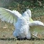 Profile Picture of Andrew Nowell (@please_no_wells) on Instagram