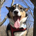 Profile Picture of BOBA THE CORGI (@bobathecorgi_) on Instagram