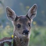 Profile Picture of Paul De Robien (@paulderob) on Instagram