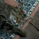 Profile Picture of Joe Schulze (@schulz.joe) on Instagram