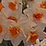 Profile Picture of Carol Mauro (@perennialfriends) on Flickr