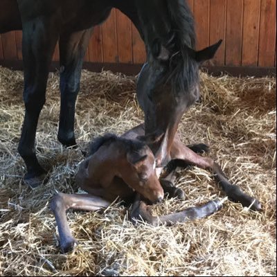 Profile Picture of Sandra Achilli (@GSAcres) on Twitter