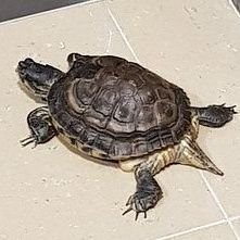 Profile Picture of 고딕 (@godic_22) on Twitter