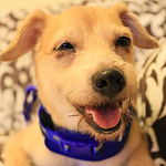 Profile Picture of Apollo Yang (@Yang, Cheng-Yu) on Flickr