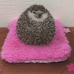 Profile Picture of douglas ding (@ding.douglas) on Instagram