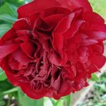 Profile Picture of Pamela Magan (@pamela_fahy) on Instagram