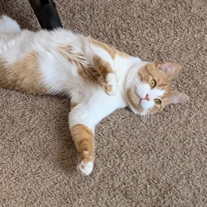 Profile Picture of david.rieck (@david.rieck) on Tiktok