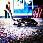 Profile Picture of Terry,Squirtle and Myrtle🐢🐢🐢🐢 (@secret.life.of.turtles) on Instagram