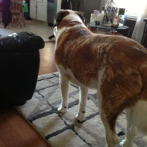 Profile Picture of Linds Dobay (@ldobay) on Poshmark