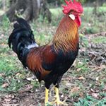 David Leyrer - Instagram Profile Picture of David Leyrer (@david_leyrer) on Instagram