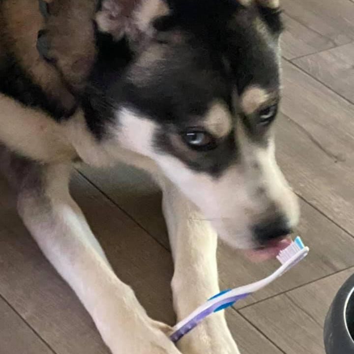 Steven Gehring - Tiktok Profile Picture of Steven Gehring (@steven130_) on Tiktok