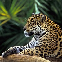 Profile Picture of Jean-christopher Celestin (@jean-christopher-celestin) on Quora