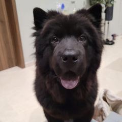 Profile Picture of Albert Khoo (@albert.khoo1) on Tiktok