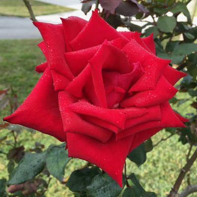 Profile Picture of Betty Koch (@transcriber32) on Twitter
