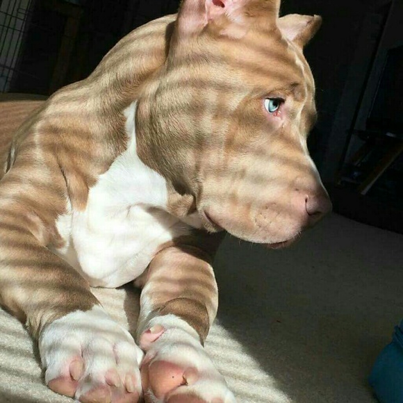 Profile Picture of Anthony Avent (@ampbmf) on Poshmark