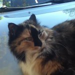 Profile Picture of Sandi Cruickshank (@scruickshank) on Instagram