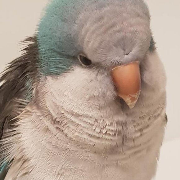 Profile Picture of Jody Keating-gorton (@olens_ka) on Poshmark