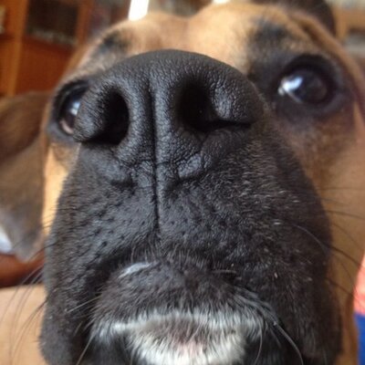 Profile Picture of AFoolishDuckXx (@AndrewRohner) on Twitter