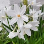 Profile Picture of Hannah Streeter (@root.to.shoot) on Instagram