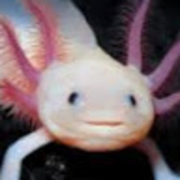 Profile Picture of Elias Rubenstein (@eldritchaxolotl) on Poshmark