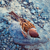 Will Zhao - Youtube Profile Picture of Will Zhao (@Will_Zhao) on Youtube