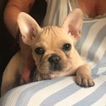 Profile Picture of S U S H I & P E A R L 🐶🐶 (@sushiandpearl) on Instagram