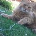 Profile Picture of Ginger Farrelly (@alixfarrellypix) on Pinterest