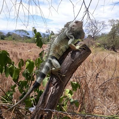 Profile Picture of JOTA C. (@julio_serrat) on Twitter