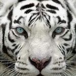 Roberto Tombari - Instagram Profile Picture of Roberto Tombari (@robertotombari) on Instagram