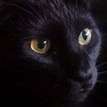 Profile Picture of Steven Keeffe (@stevenkeeffe) on Instagram