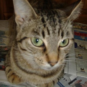 Profile Picture of Joshua Groeschen (@yoshipink) on Myspace