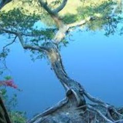 Profile Picture of Linda Hawkins (@Lind4Hawkins) on Twitter