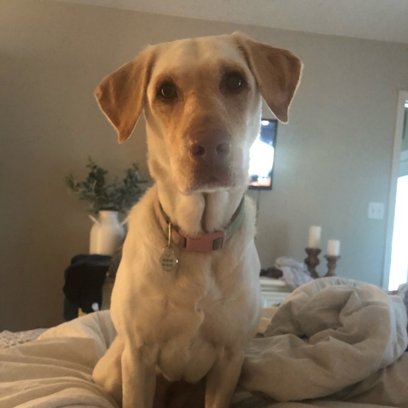 Profile Picture of Erika Bettinger (@erikahbettinger) on Poshmark