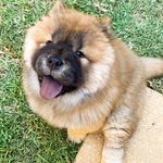 Profile Picture of HAZEL Chow Chow (@hazel_chowbear) on Instagram