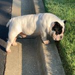 Profile Picture of David Cotton (@boss_grind_bullies) on Instagram