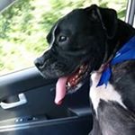 Profile Picture of Brian Baldwin (@bbaldy82) on Instagram
